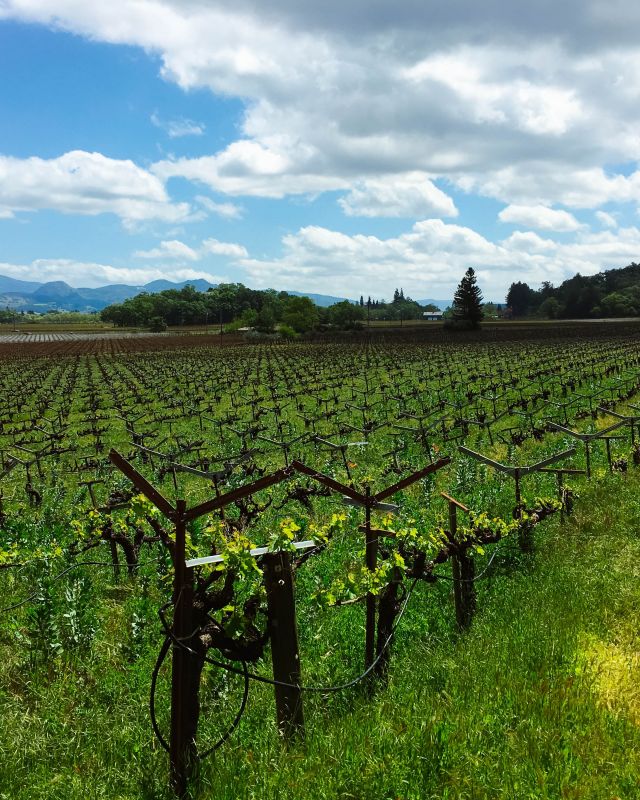 Tres Sabores Organic Vineyard